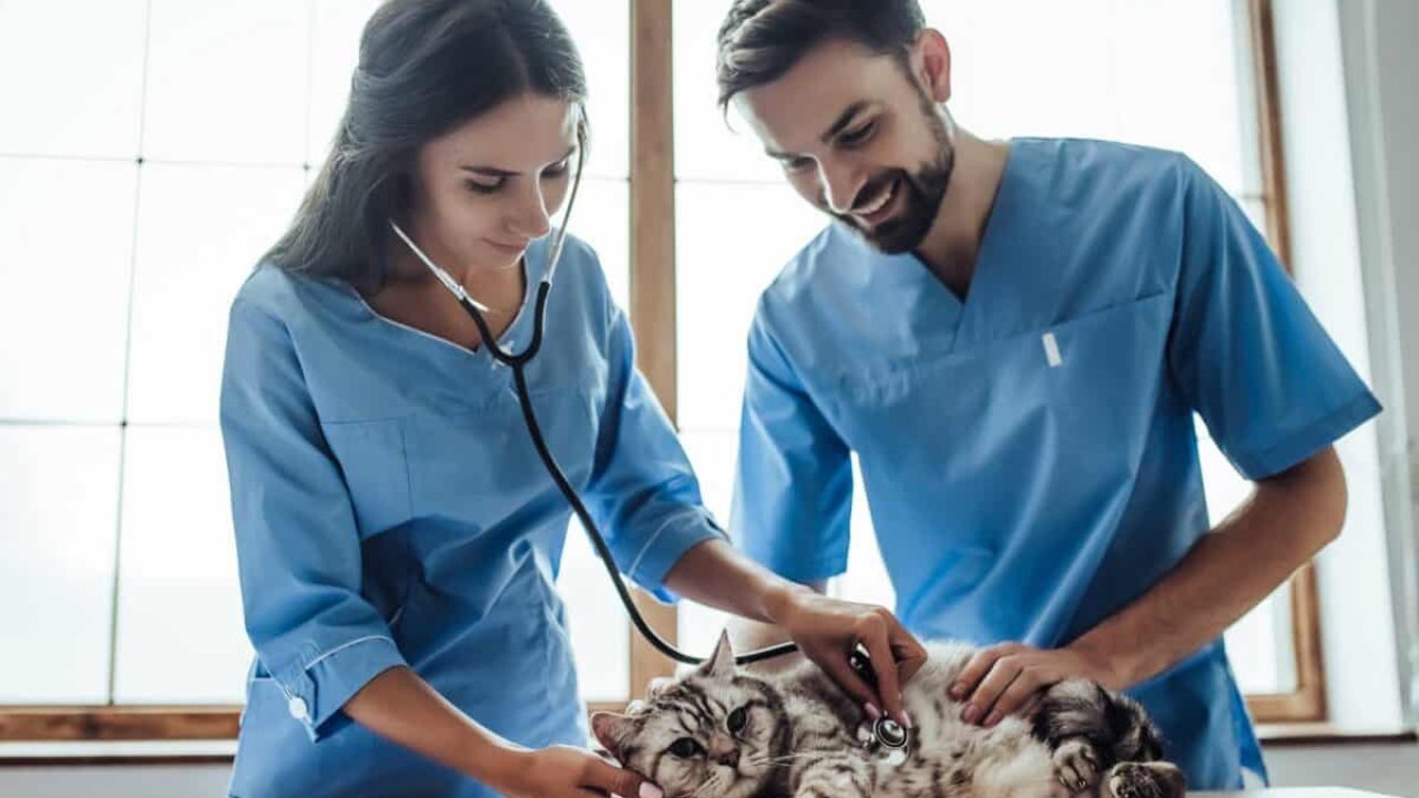 How-to-Become-a-Veterinary-Assistant-1200x819